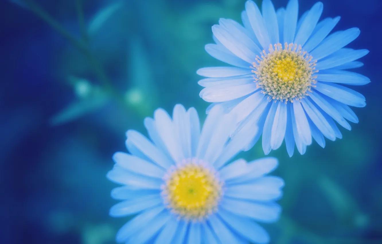 Photo wallpaper macro, blur, blue, Daisy