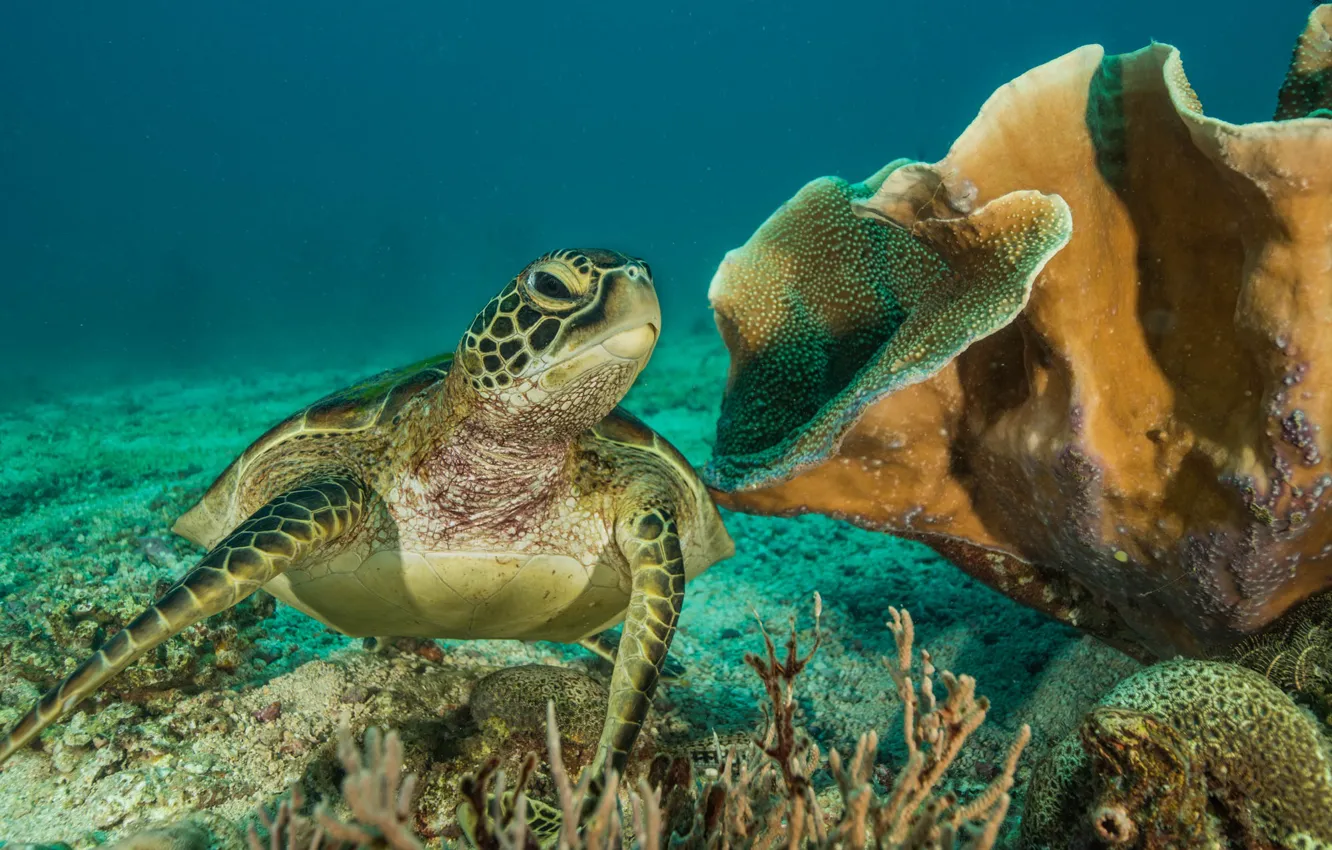 Photo wallpaper sea, turtle, corals, underwater world, under water, sea turtle, swimming