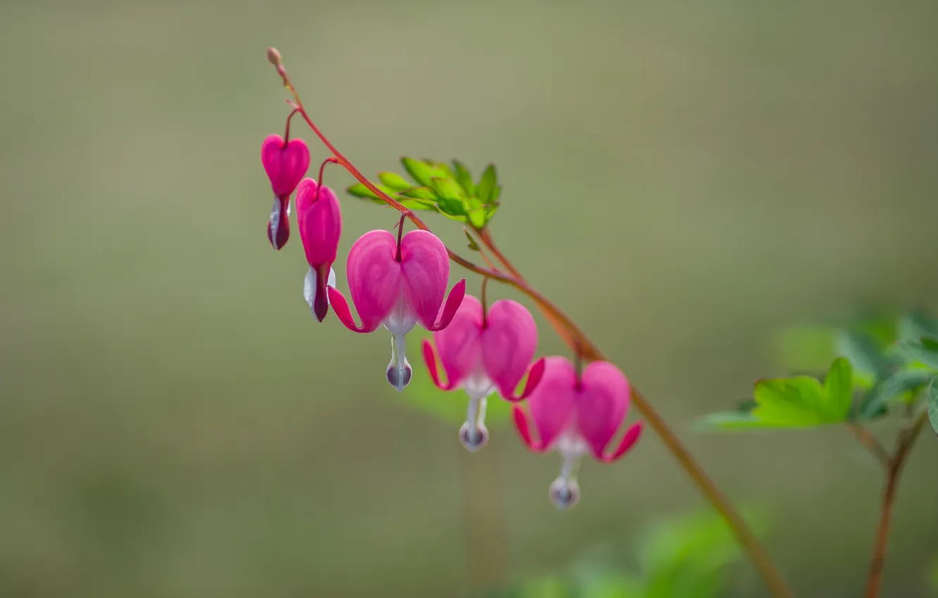 Photo wallpaper summer, flowers, nature, bokeh, broken heart