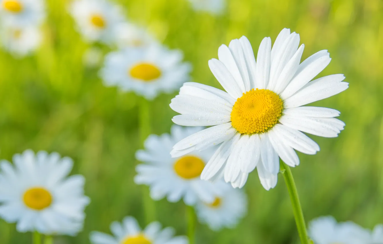 Photo wallpaper white, summer, drops, flowers, glade, chamomile, meadow, white