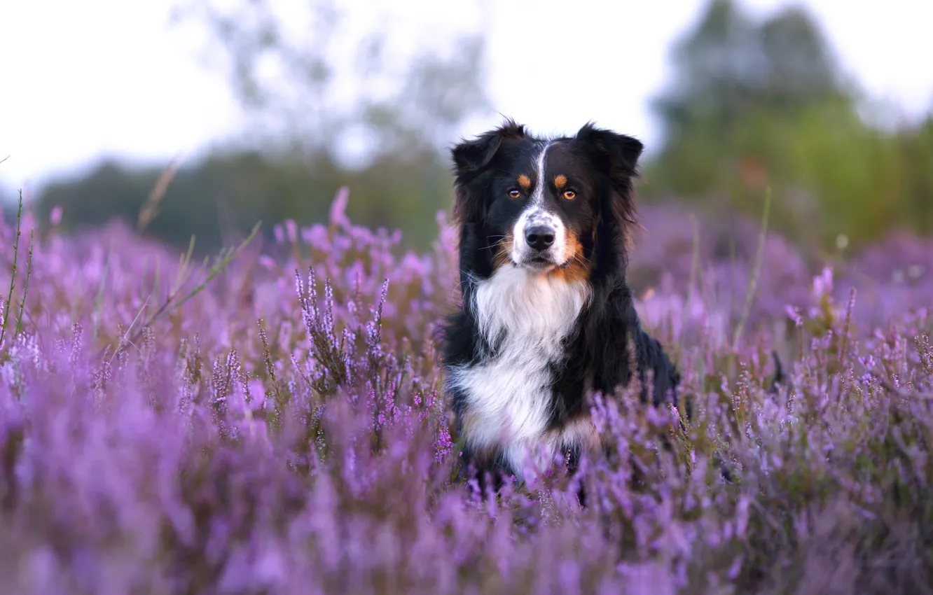 Photo wallpaper field, flowers, dog