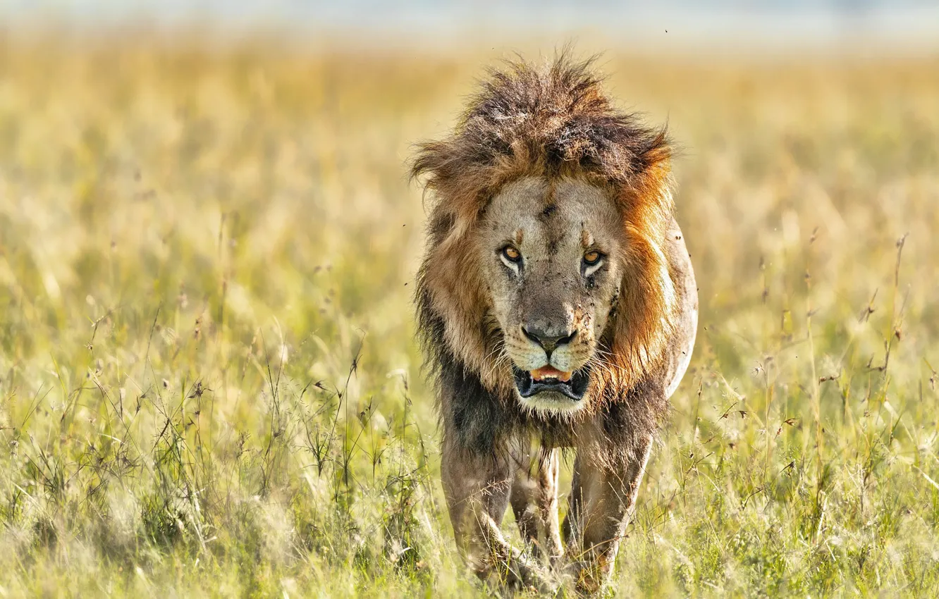 Photo wallpaper field, grass, the sun, nature, predator, Leo, bokeh