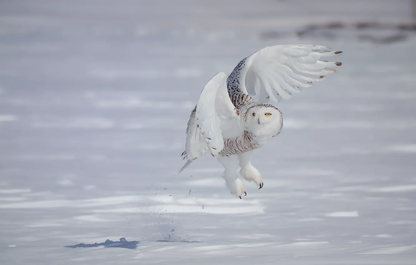 Photo wallpaper winter, field, white, look, snow, pose, owl, bird
