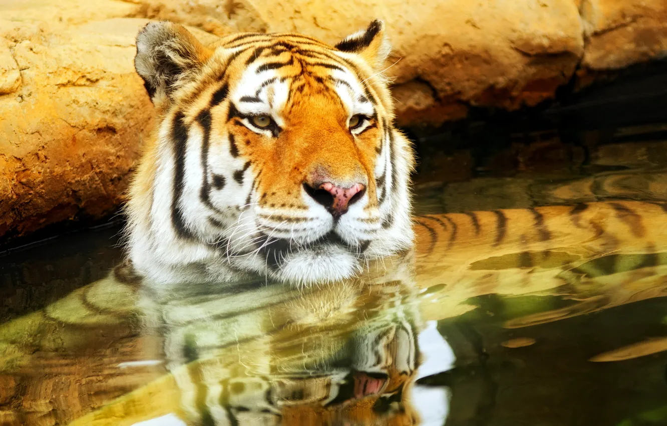 Photo wallpaper nature, tiger, background