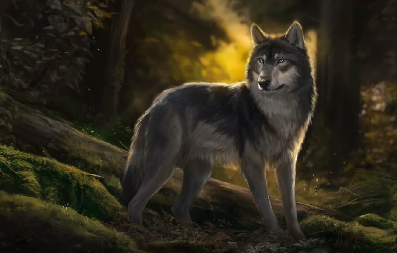 Photo wallpaper forest, wolf, BY Muns11