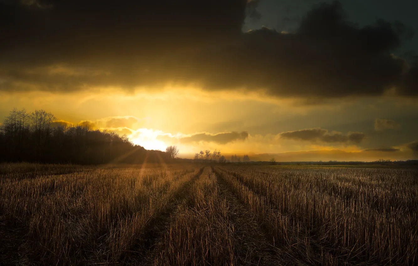 Photo wallpaper field, the sun, stubble, ears, forest, sunset