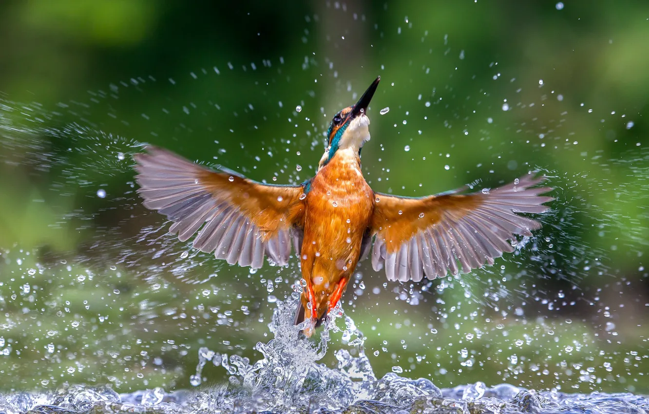 Photo wallpaper water, squirt, wings, Kingfisher, kingfisher