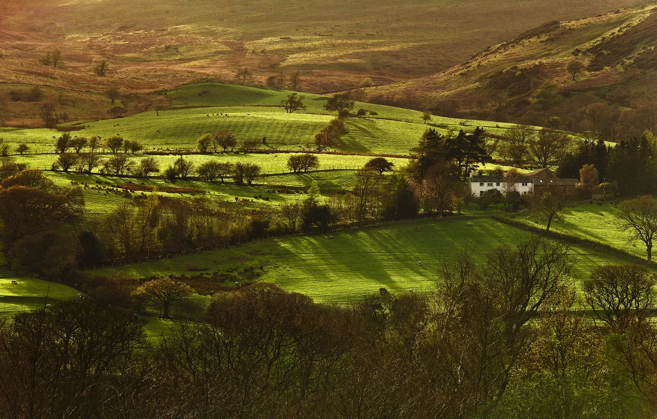 Photo wallpaper field, grass, trees, hills, home