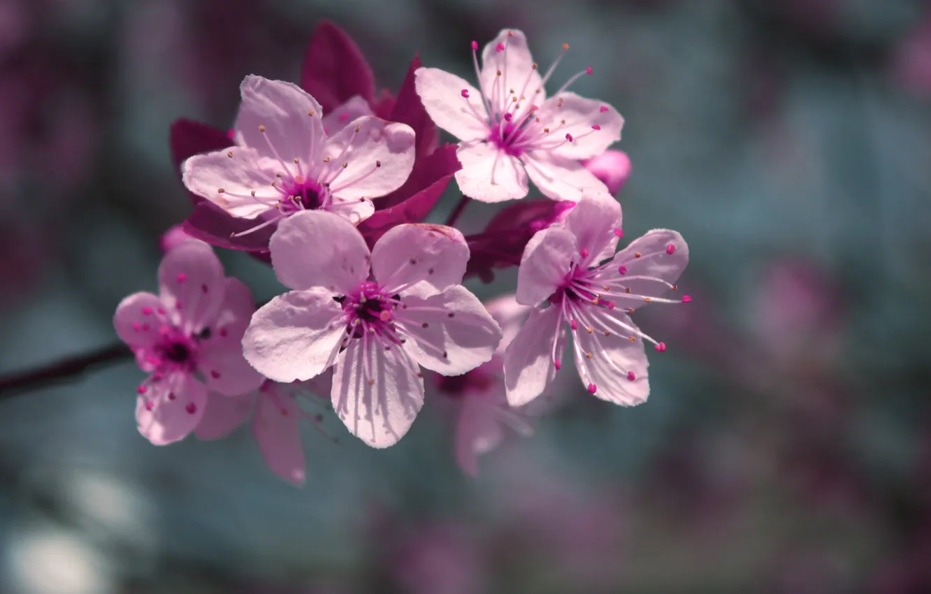 Photo wallpaper macro, flowers, branches, cherry, color, spring, petals, blur