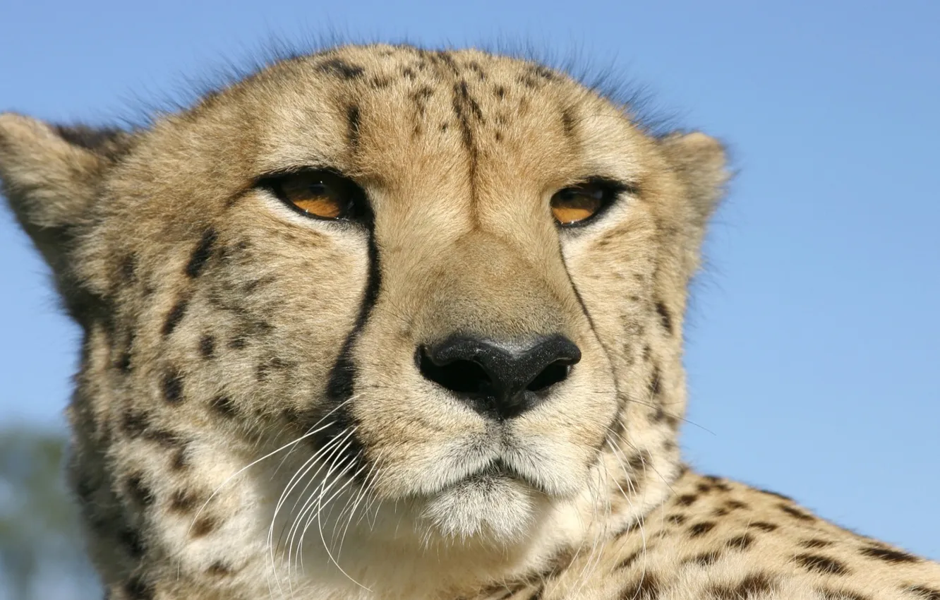 Photo wallpaper beautiful, Cheetah, Staring