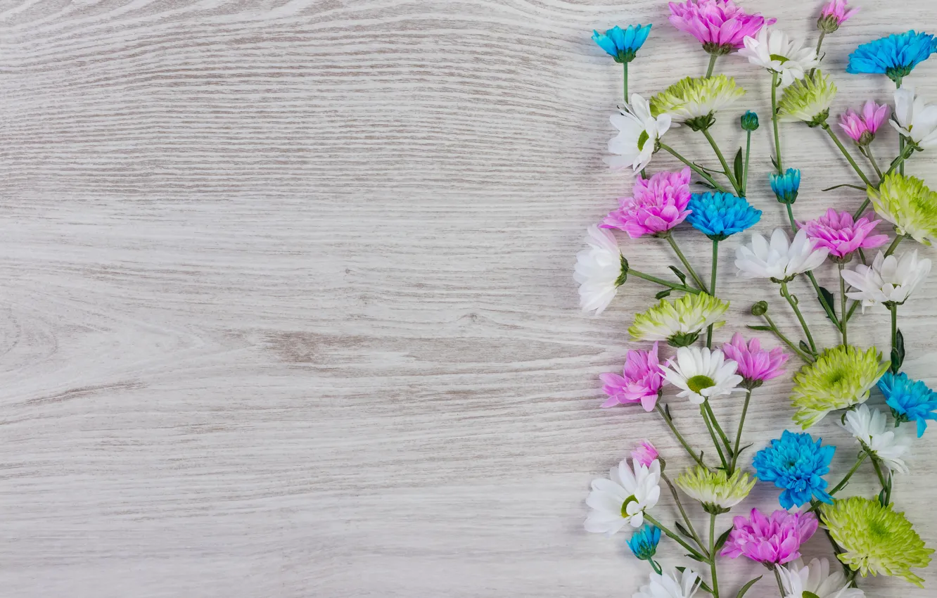 Photo wallpaper flowers, colorful, white, chrysanthemum, wood, blue, pink, flowers