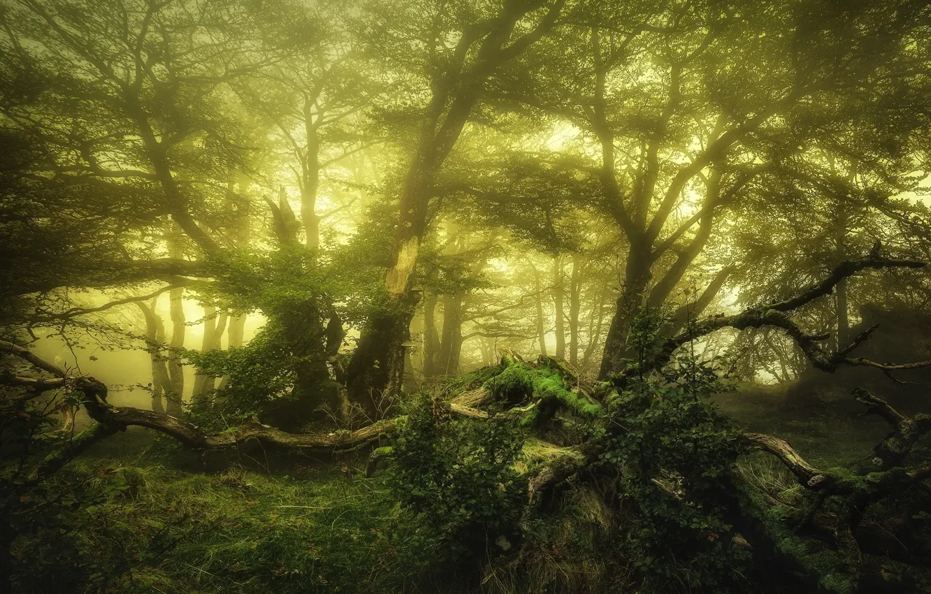 Photo wallpaper forest, trees, morning