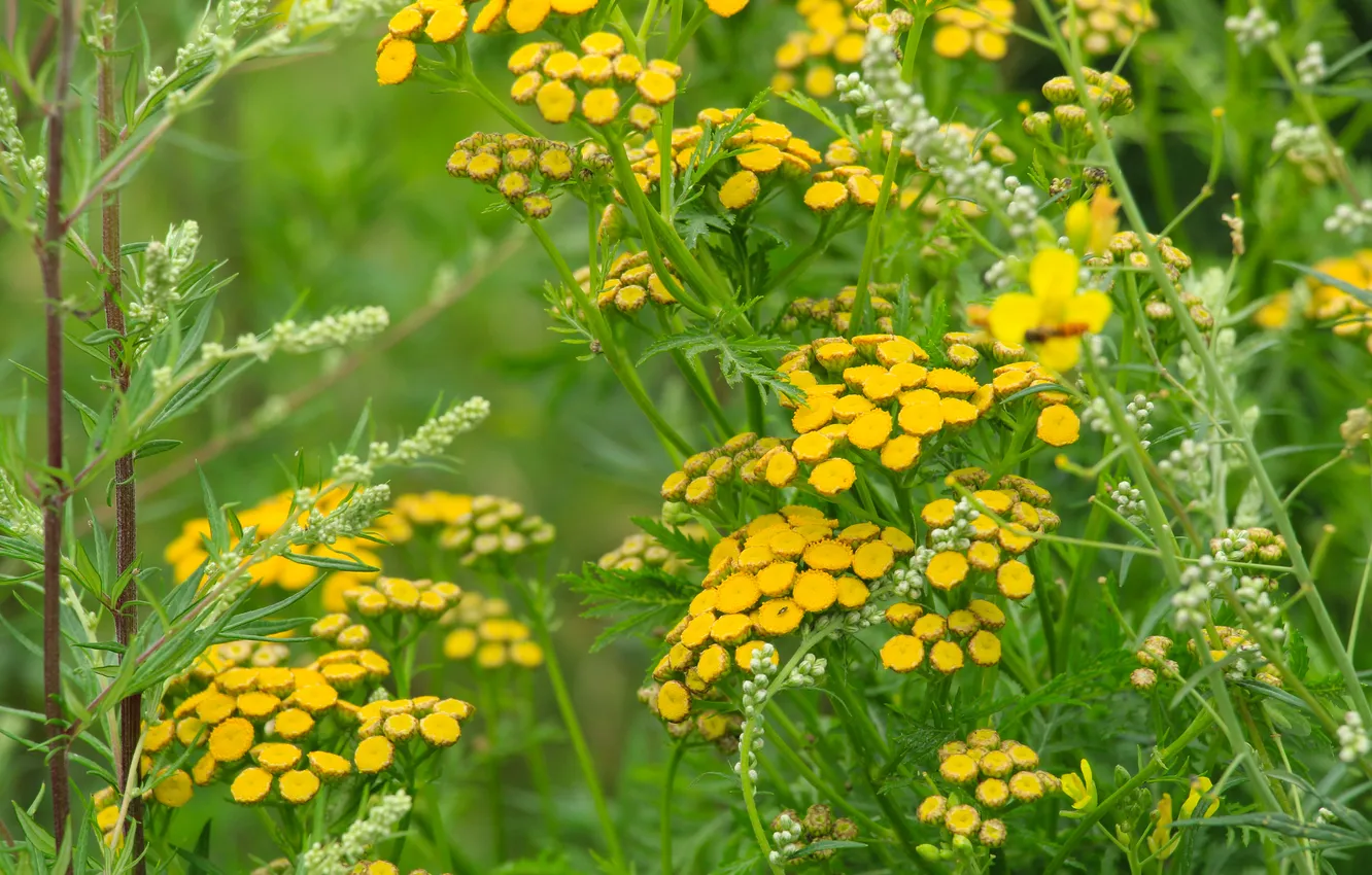 Photo wallpaper flower, yellow, meadow