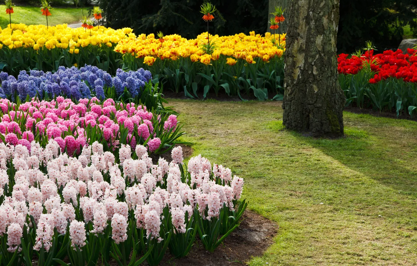 Photo wallpaper trees, yellow, red, Park, lawn, bright, beauty, spring