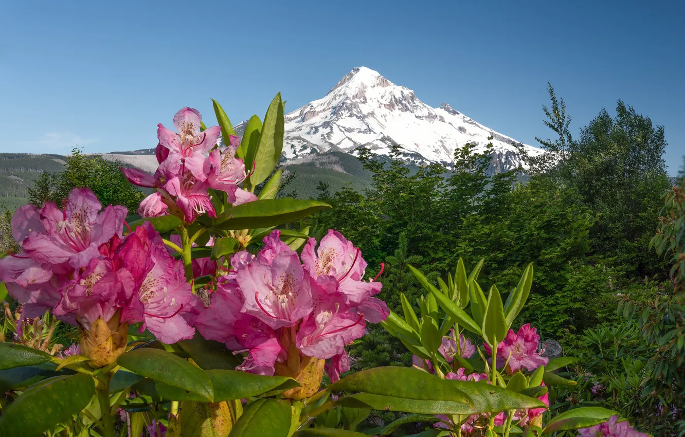 Photo wallpaper flowers, mountains, pink, Azalea, rhododendrons