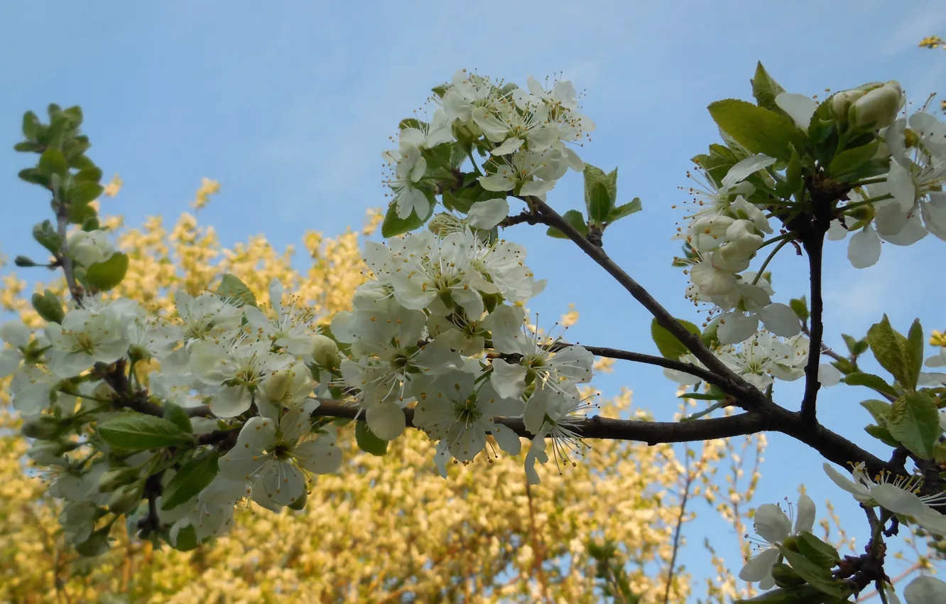 Photo wallpaper the sky, spring, may, flowering, drain, plum blossoms