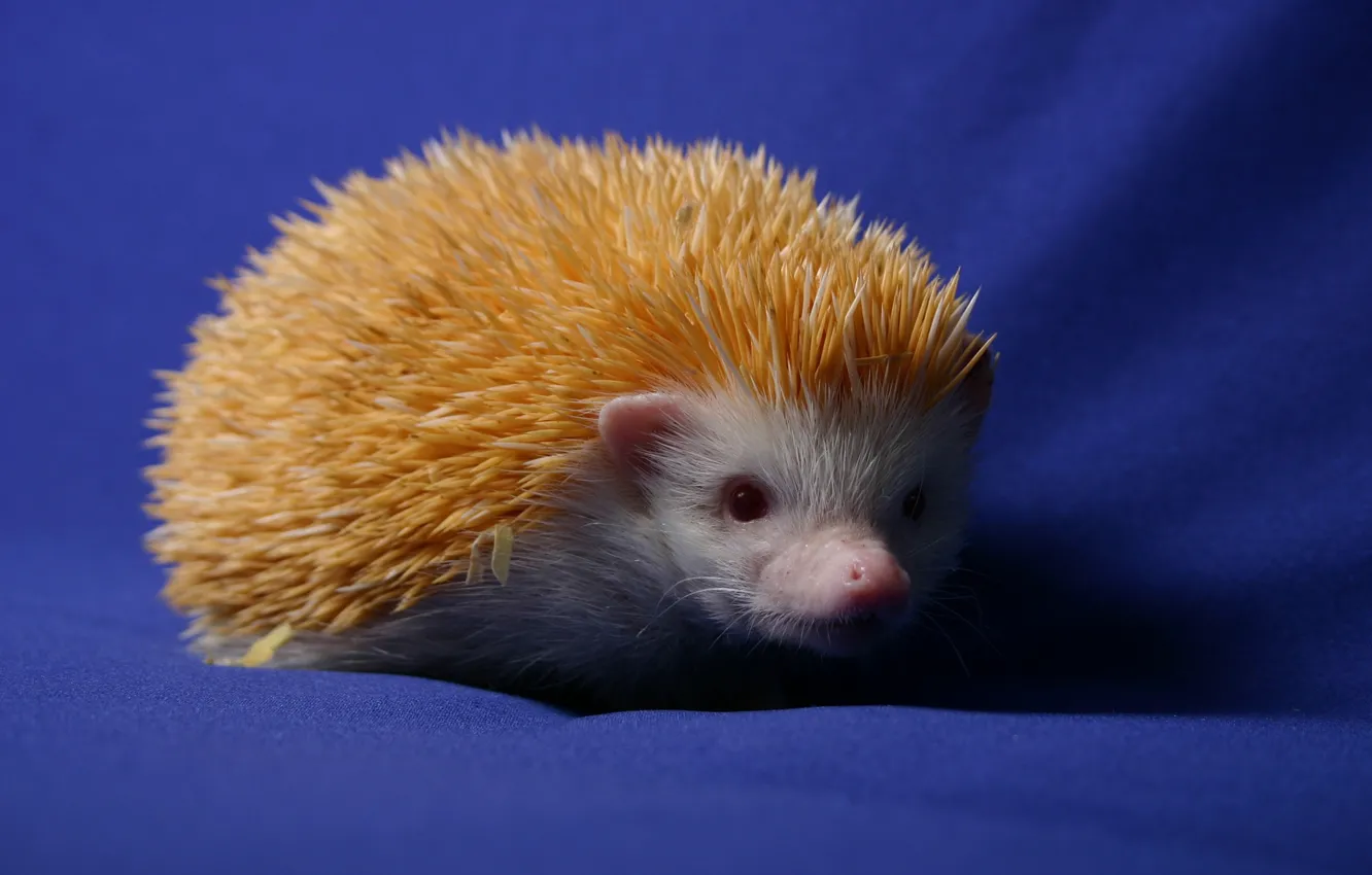 Photo wallpaper blue background, hedgehog, animal, white the hedgehog, hedgehog albino
