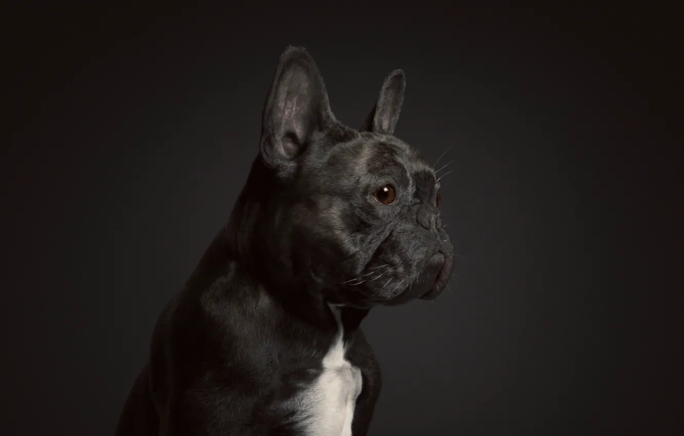 Photo wallpaper rendering, dog, art, Oscar the French Bulldog, Johan Leuf
