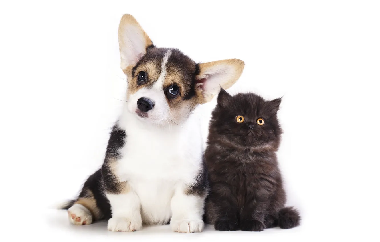 Photo wallpaper language, cat, look, pose, together, black, dog, baby