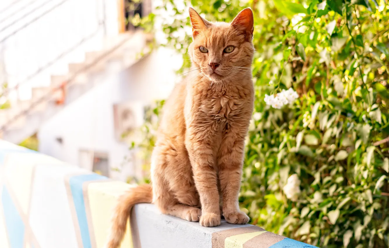 Photo wallpaper greens, cat, cat, look, flowers, red, sitting