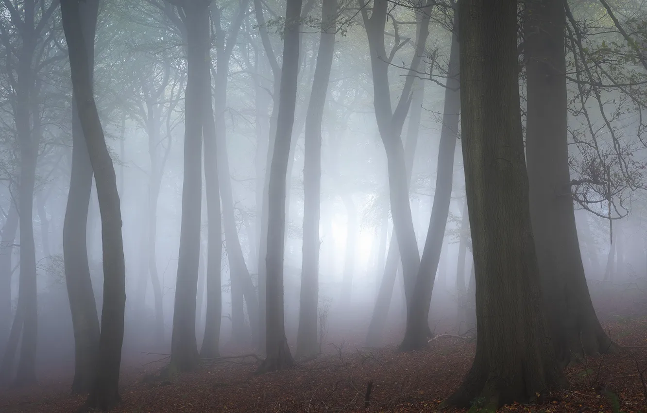 Photo wallpaper autumn, forest, trees, fog, trunks, morning