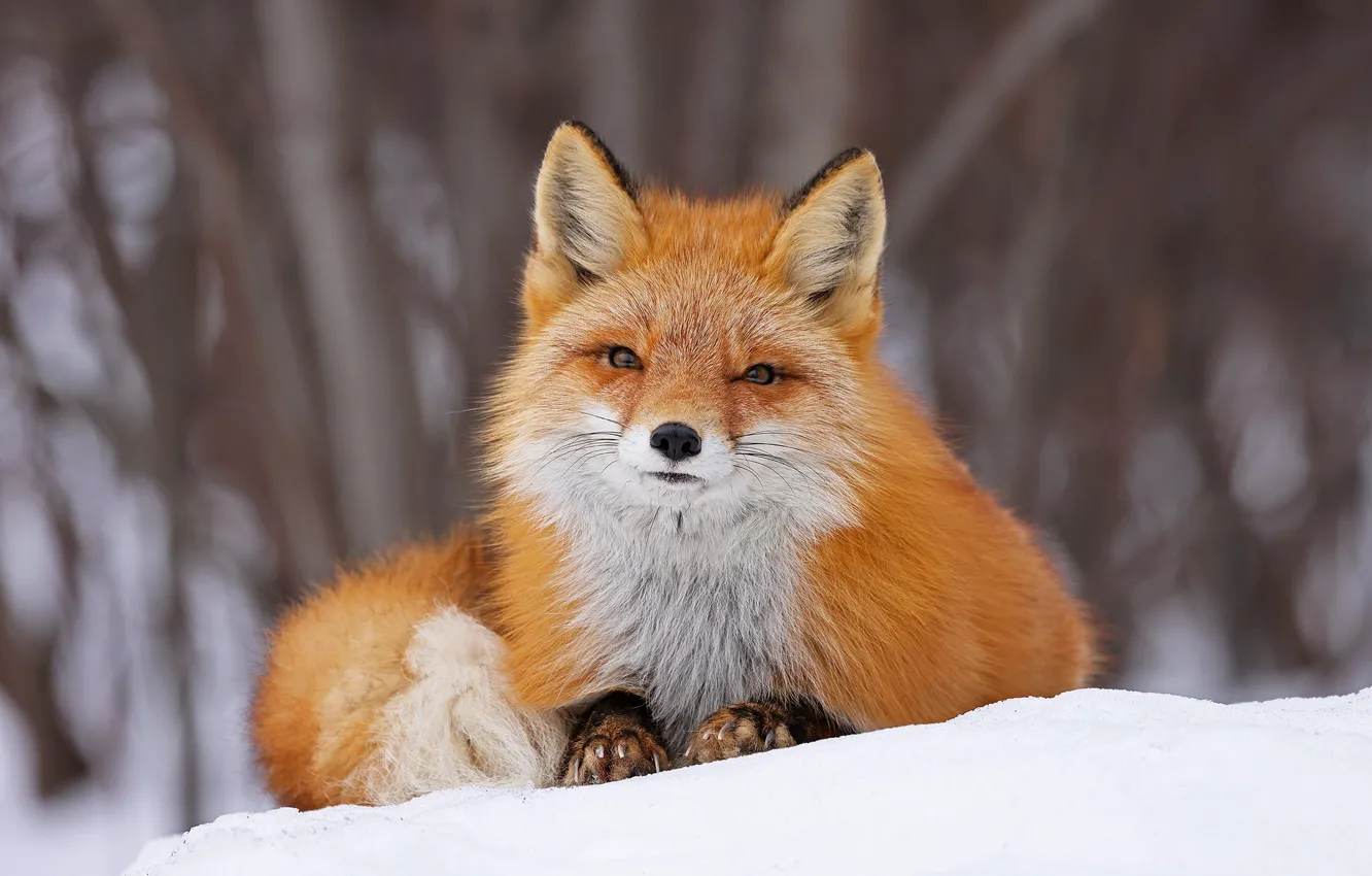 Photo wallpaper look, face, snow, Fox, red, bokeh
