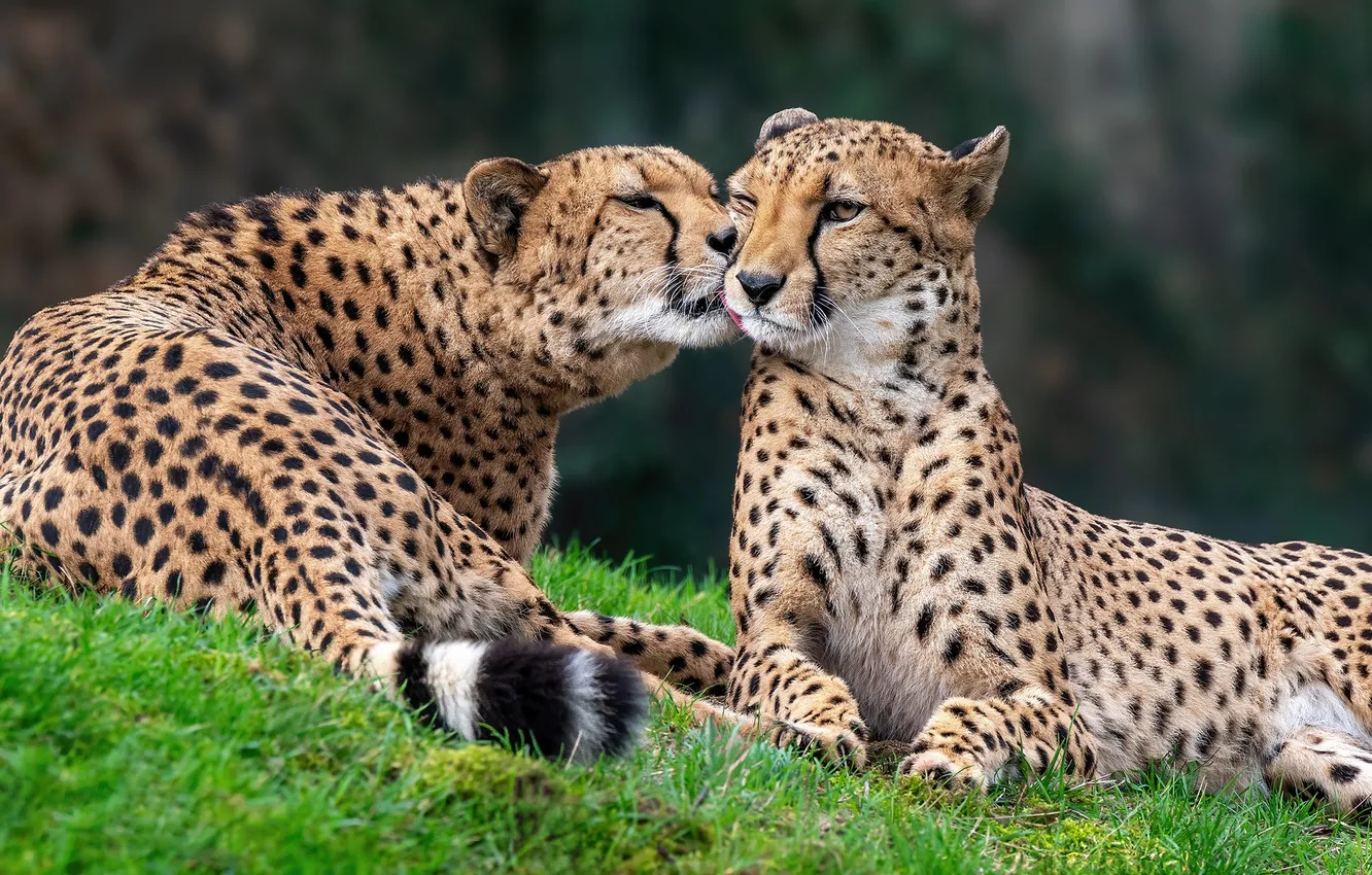 Photo wallpaper language, grass, look, face, nature, pose, Cheetah, Two cheetahs