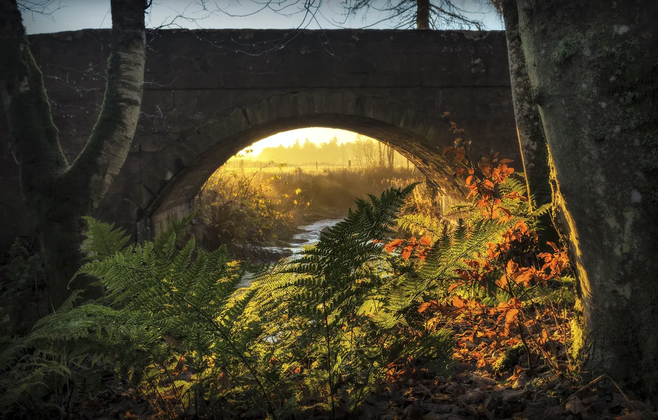 Photo wallpaper autumn, light, trees, bridge, nature, fog, stream, dawn