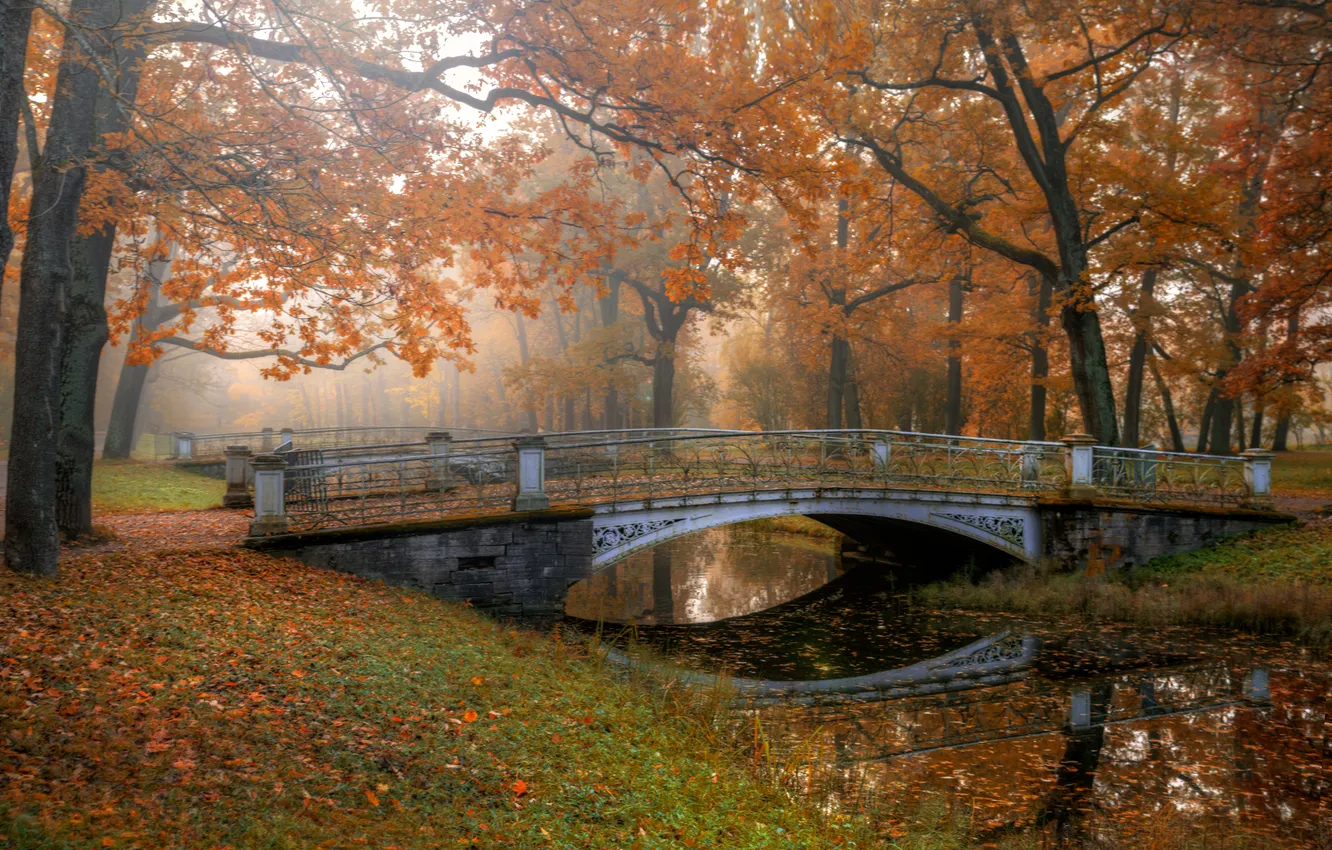 Photo wallpaper trees, nature, bridge, park