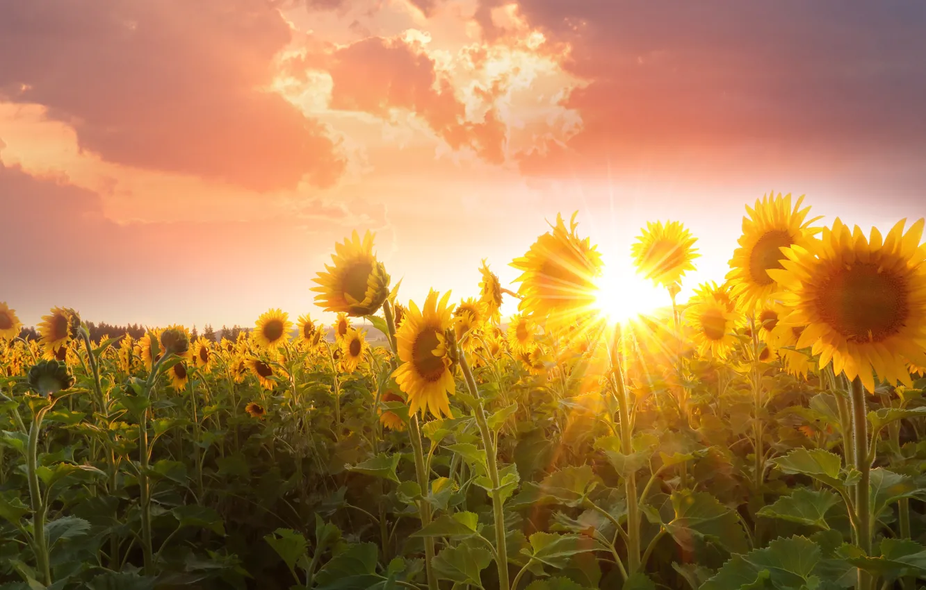 Photo wallpaper field, summer, the sky, leaves, the sun, clouds, rays, light