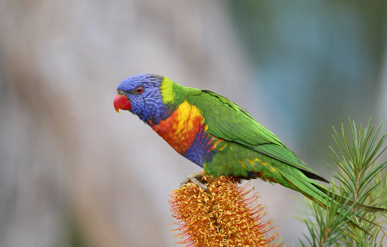 Photo wallpaper bird, parrot, Rainbow lorikeet
