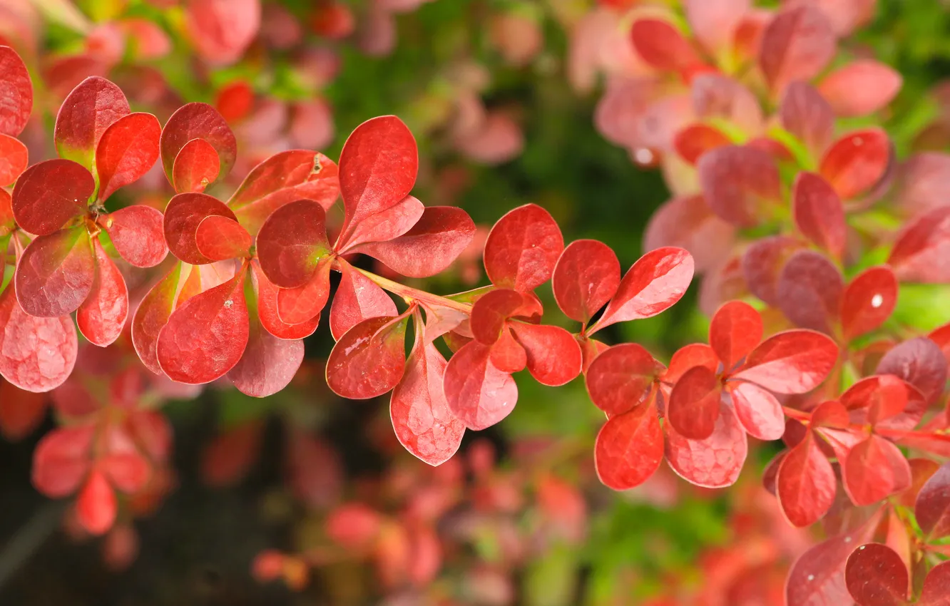 Photo wallpaper red, leafs, twig