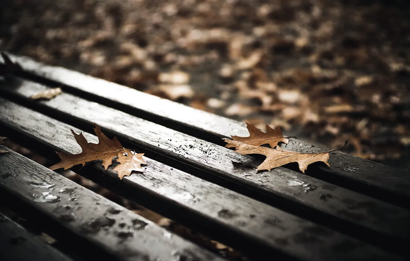 Photo wallpaper leaves, nature, bench
