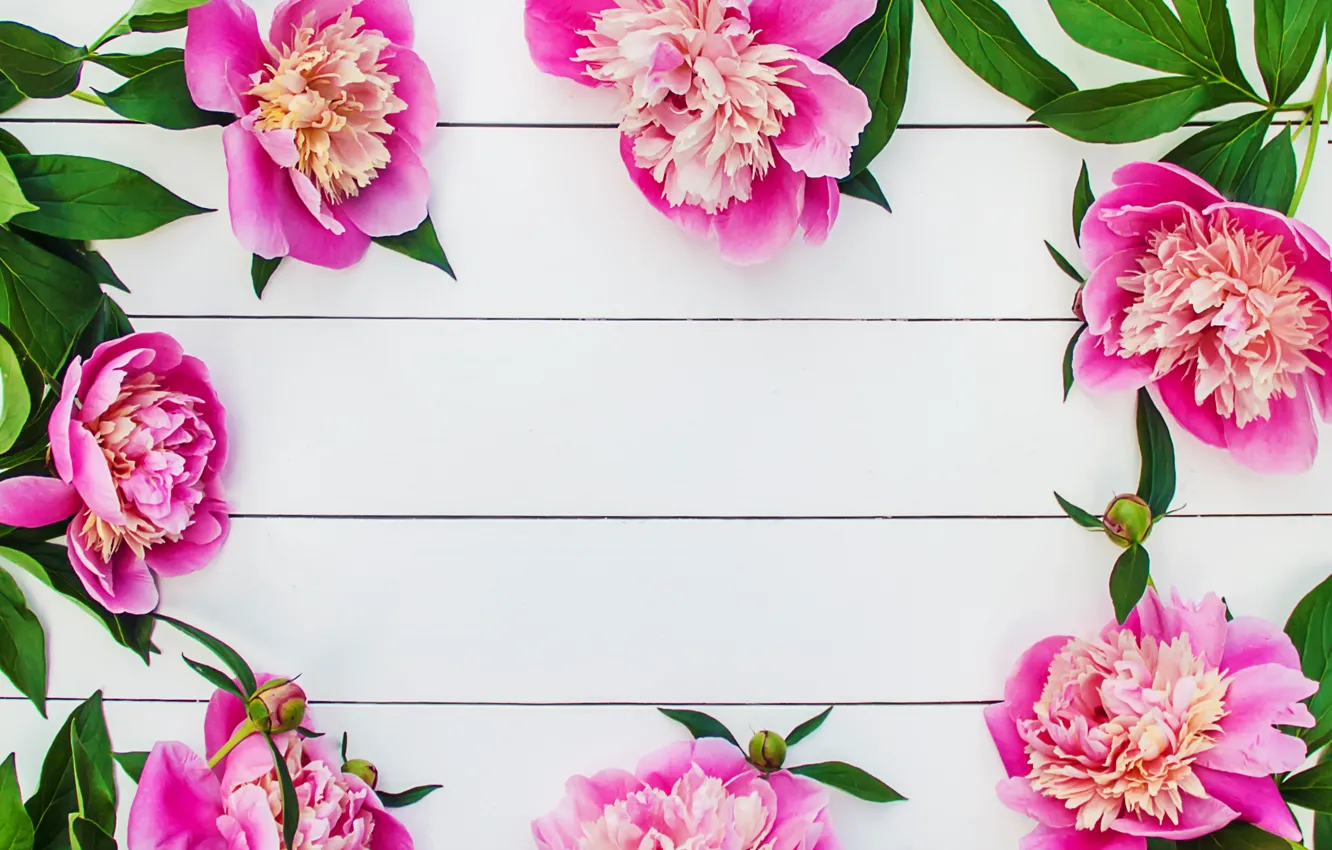 Photo wallpaper flowers, pink, wood, pink, flowers, beautiful, peonies, peonies
