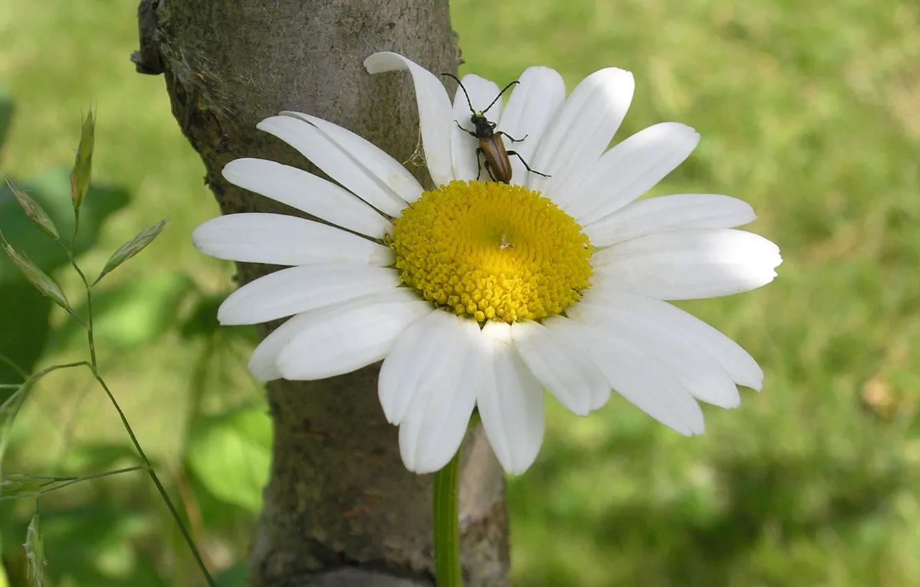Photo wallpaper flower, summer, the sun, macro, flowers, beetle, Daisy