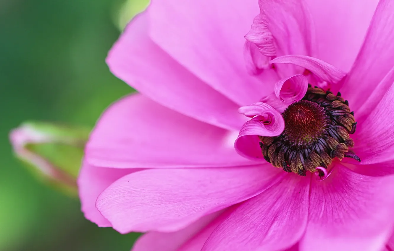 Photo wallpaper macro, petals, pink, anemones