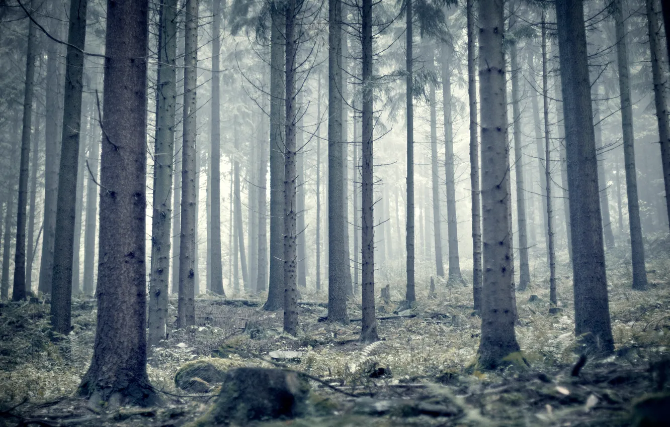 Photo wallpaper forest, fog, trunks, morning, pine, Germany, germany, heidelberg