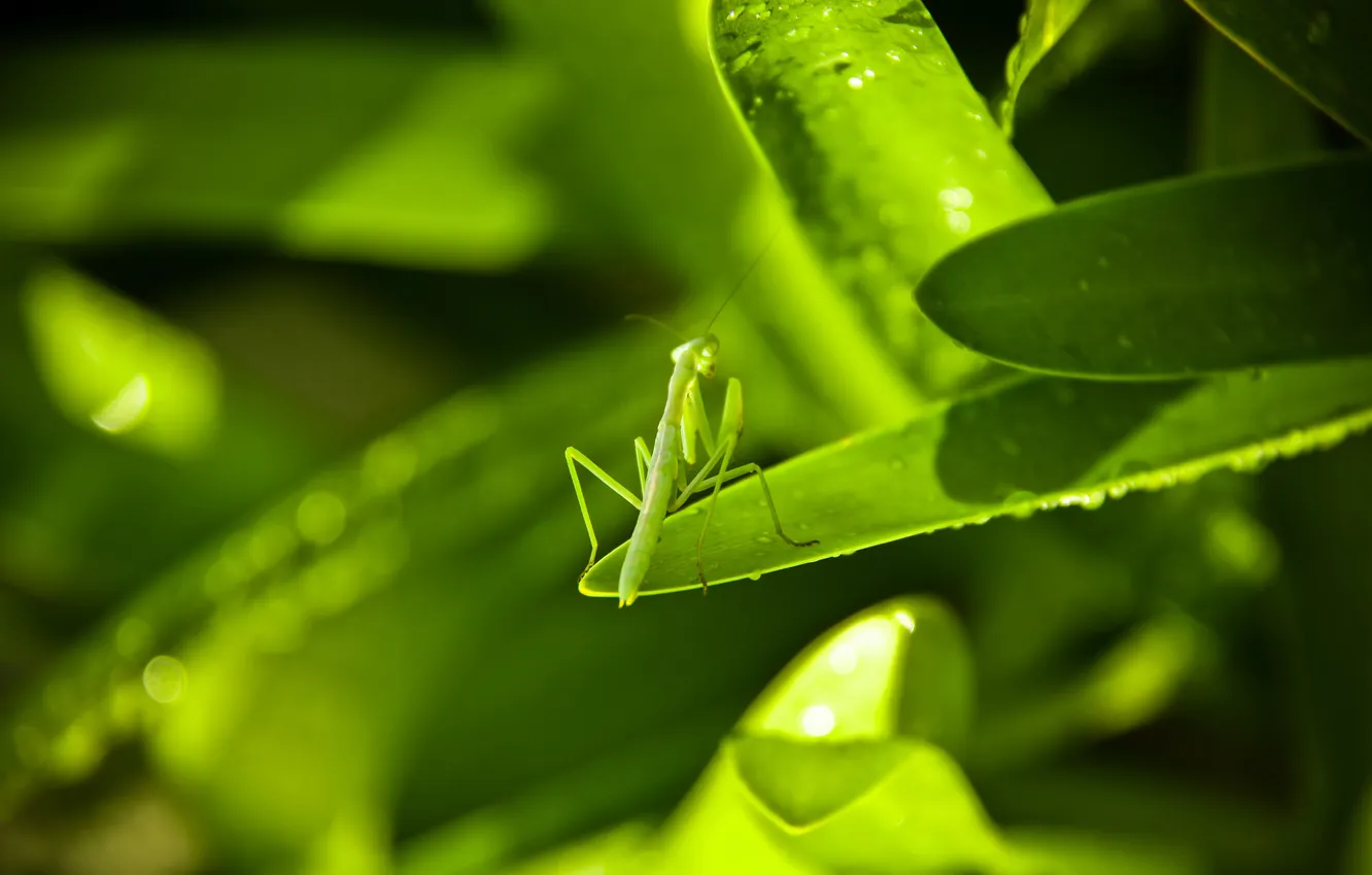 Photo wallpaper leaves, green, mantis, insect