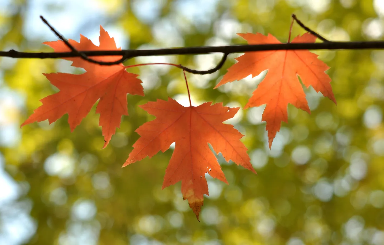Photo wallpaper autumn, leaves, branches, nature, maple