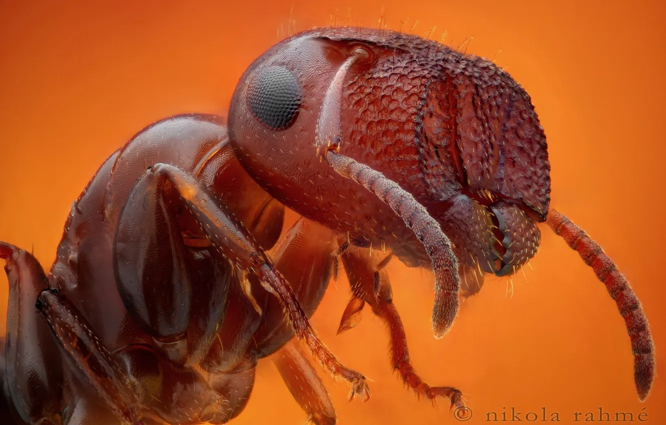 Photo wallpaper eyes, legs, red, ant, orange background, antennae