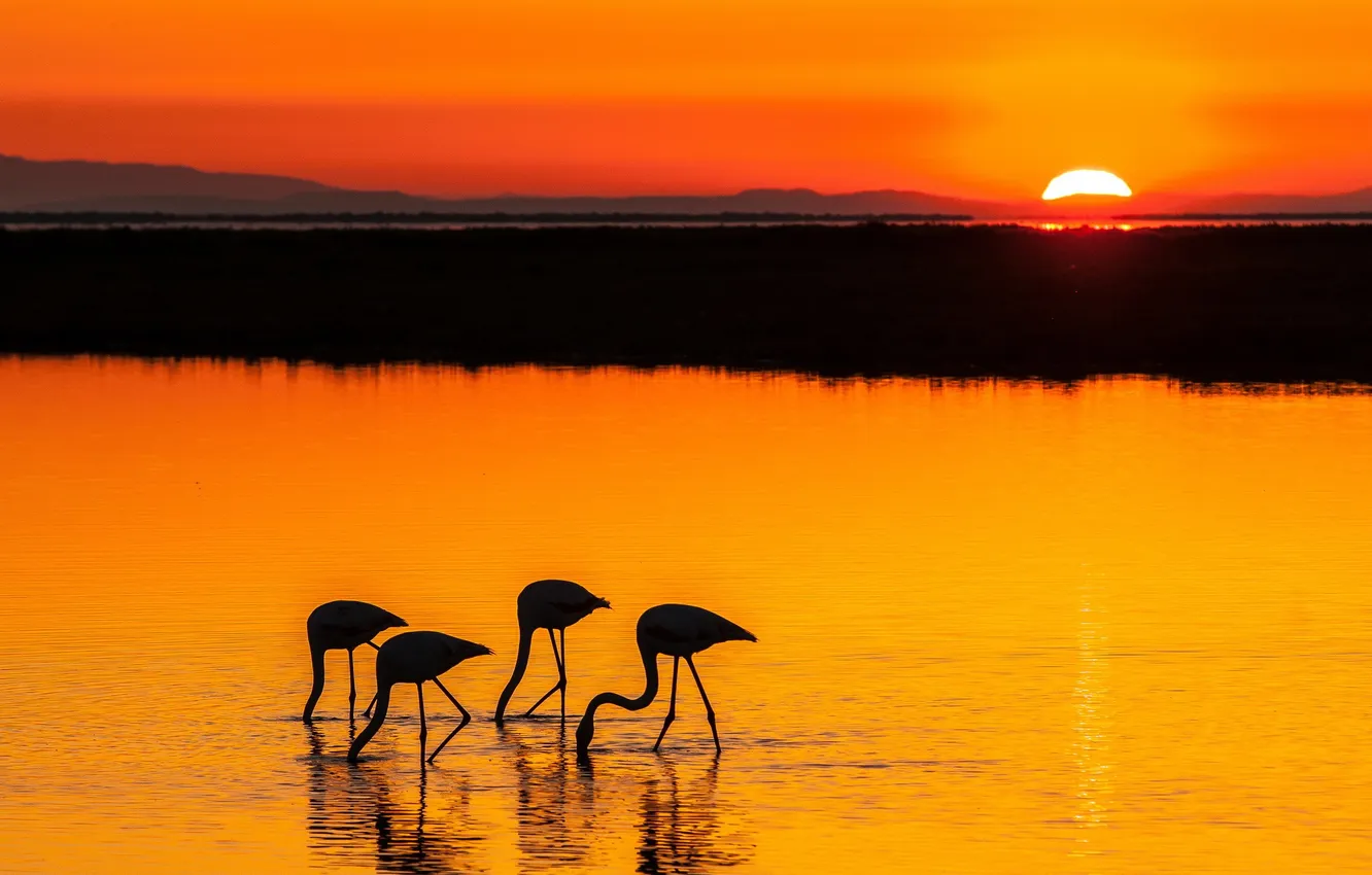 Photo wallpaper sea, night, bird