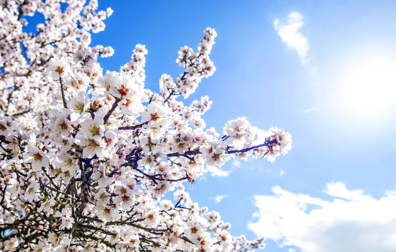 Photo wallpaper spring, sunshine, flowering, blossom, flowers, spring