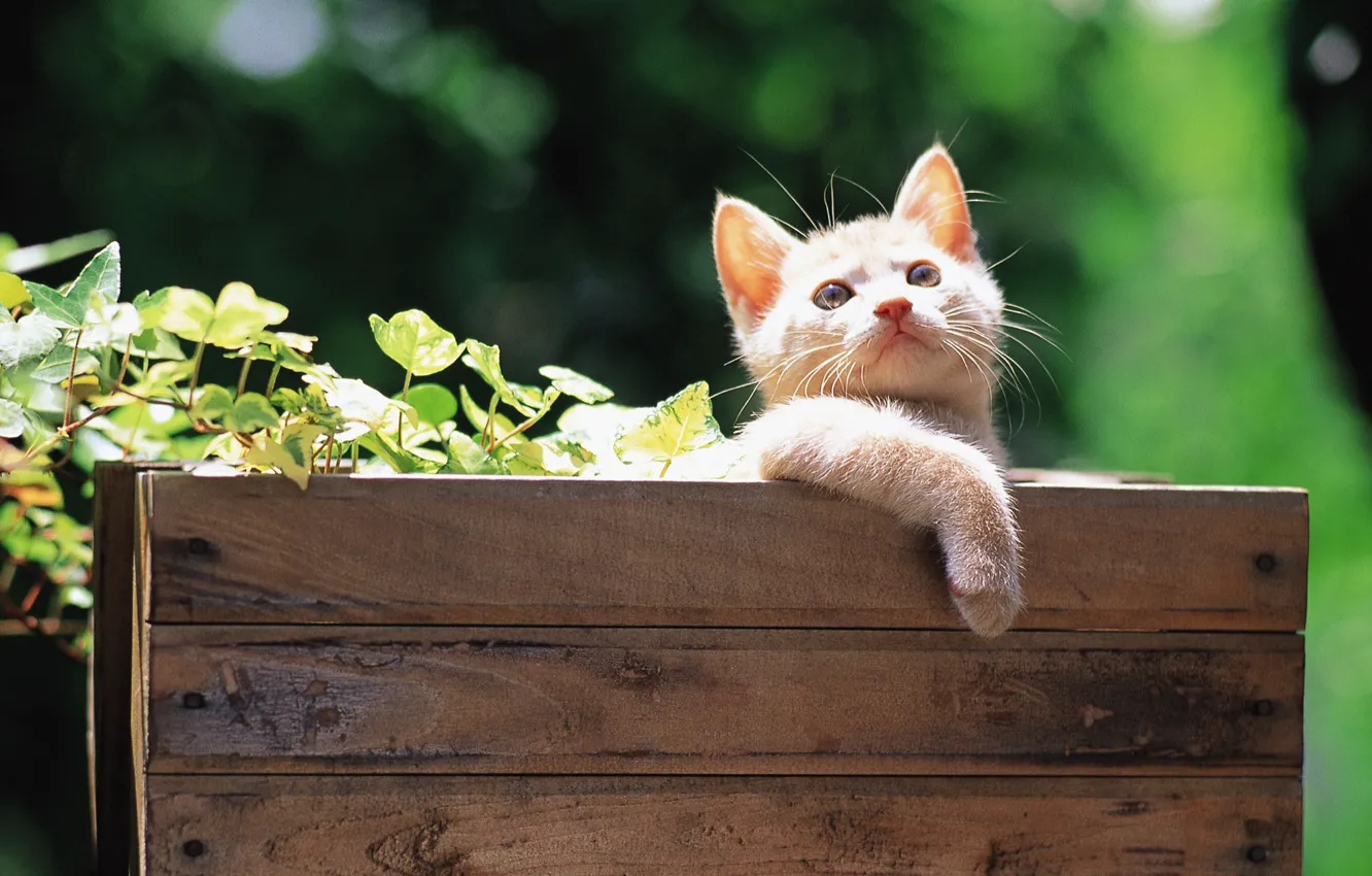 Photo wallpaper leaves, kitty, cat