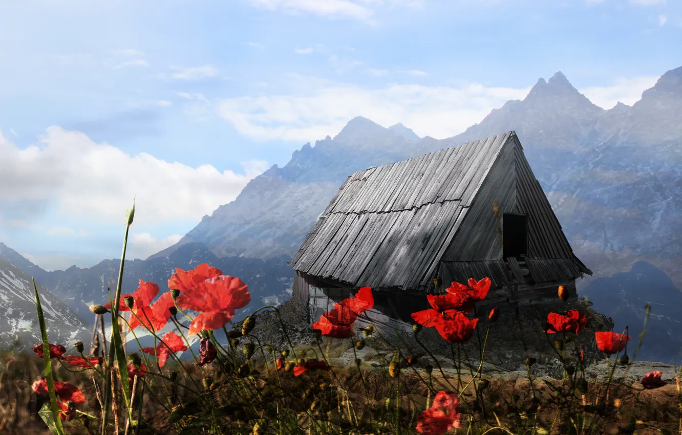 Photo wallpaper the sky, clouds, light, flowers, mountains, red, fog, open