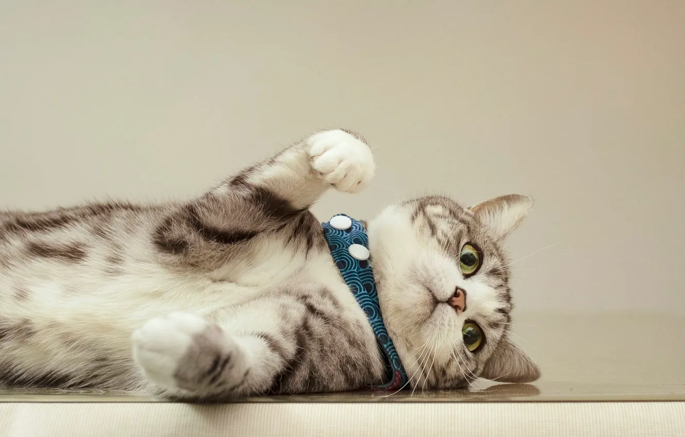 Photo wallpaper cat, cat, look, pose, legs, lies, collar, kitty