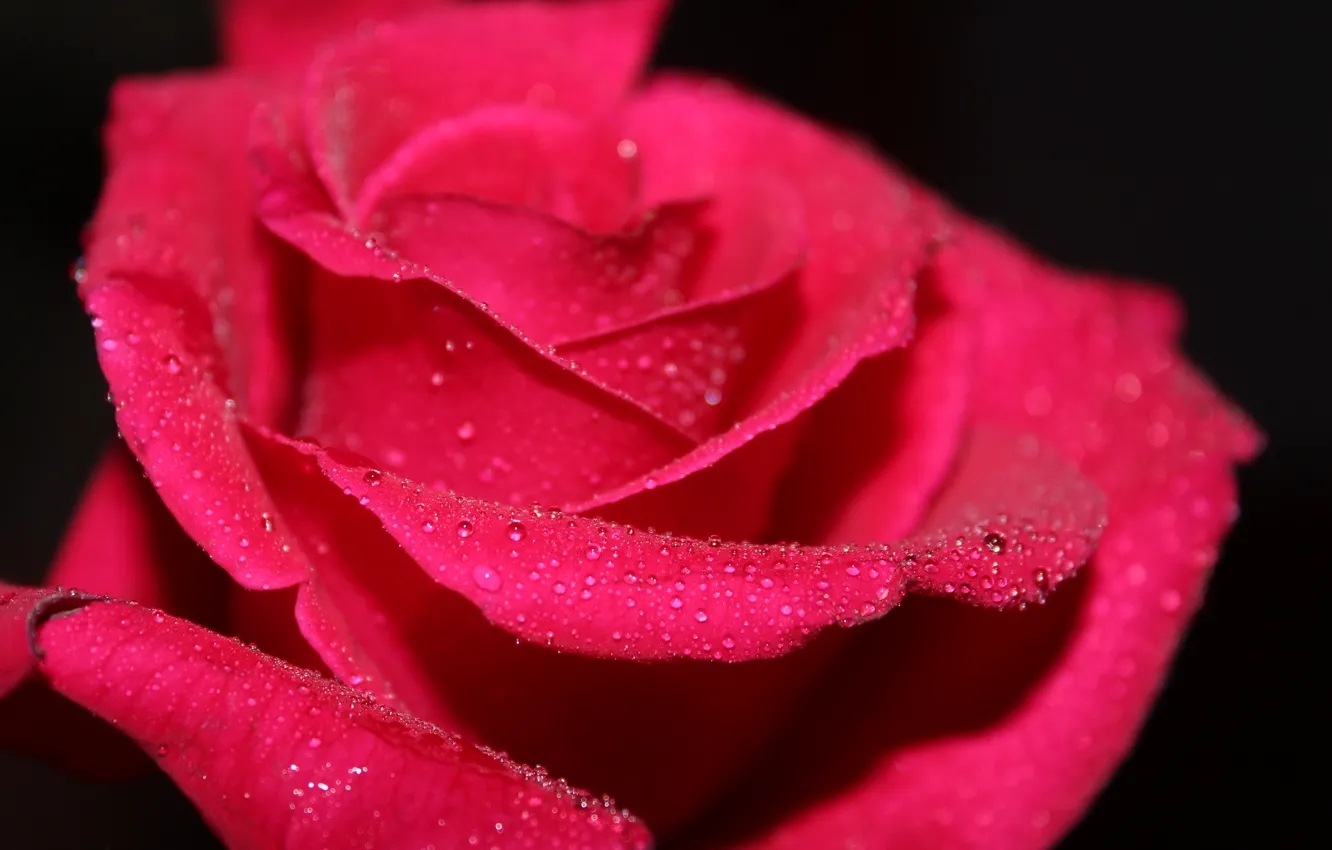 Photo wallpaper flower, water, drops, Rosa, rose, Macro, petals, black background