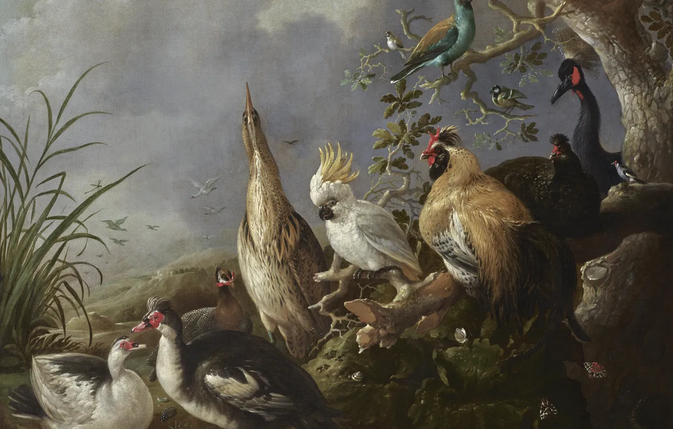 Photo wallpaper bird, picture, parrot, Melchior de Hondekuter, Dutch artist, A menagerie of exotic birds in the …