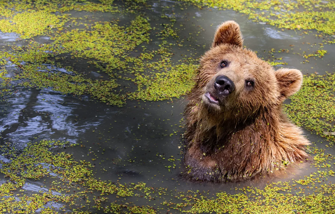 Photo wallpaper look, water, pond, bear, bathing, bear, face, pond