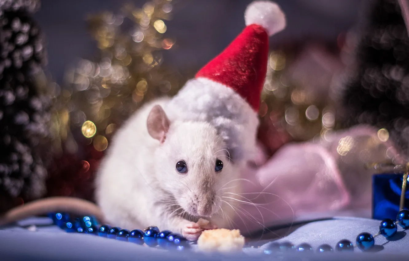 Крыса новый год