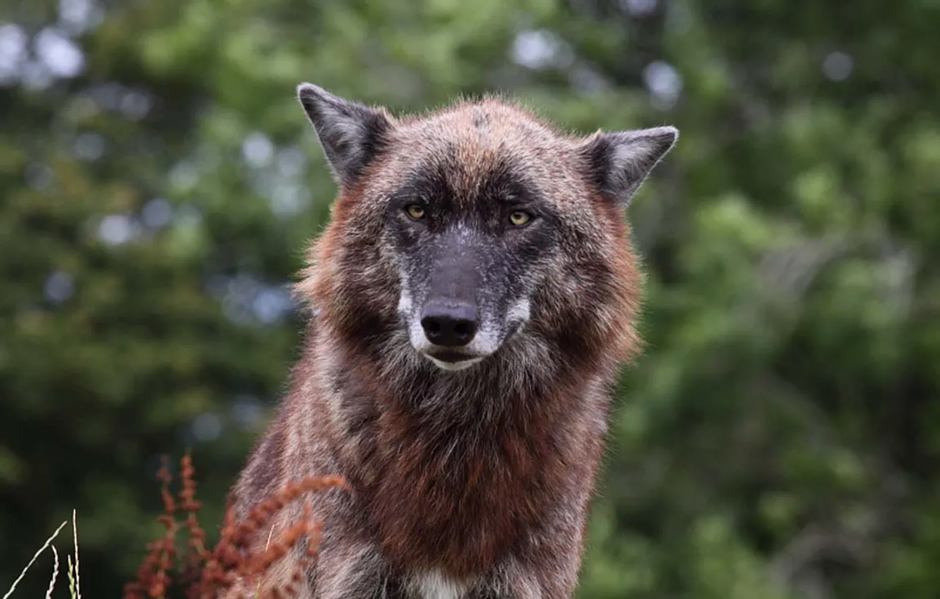 Photo wallpaper Predator, nature, animal, wolf, wildlife, portrait, portrait., Canis lupus. face